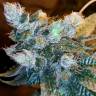 семена конопли индика Ewe-2 feminised Humboldt Seeds