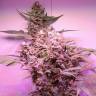 семена конопли Спб Dutch Kush feminised Paradise Seeds
