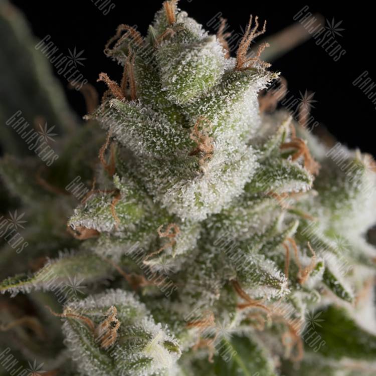 урожайные семена конопли Fresh Candy feminised Pyramid Seeds урожайные семена конопли Fresh Candy feminised Pyramid Seeds