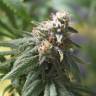 семена конопли Россия Northern Light feminised Royal Queen семена конопли Россия Northern Light feminised Royal Queen