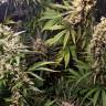 заказ семян конопли Москва Northern Light feminised Royal Queen заказ семян конопли Москва Northern Light feminised Royal Queen