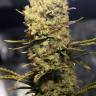 семена конопли курьером Northern Light feminised Royal Queen семена конопли курьером Northern Light feminised Royal Queen