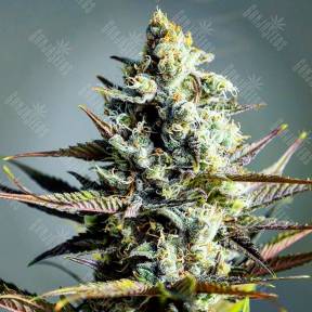 Critical Kush feminised Ganja Seeds