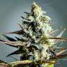 Семена конопли Critical Kush feminised Ganja Seeds