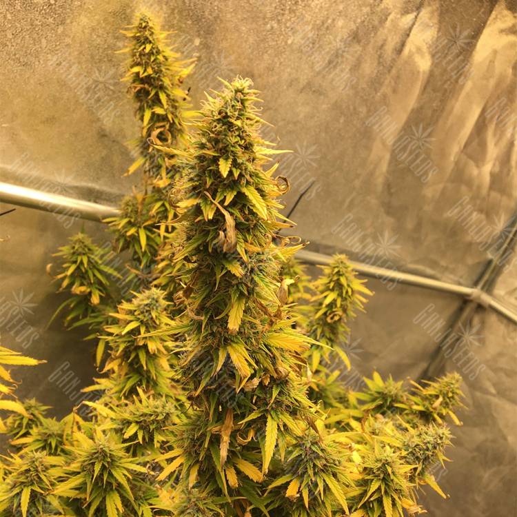 Auto Big Bud XXL feminised Ganja Seeds недорого Auto Big Bud XXL feminised Ganja Seeds недорого