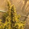 Auto Big Bud XXL feminised Ganja Seeds недорого Auto Big Bud XXL feminised Ganja Seeds недорого
