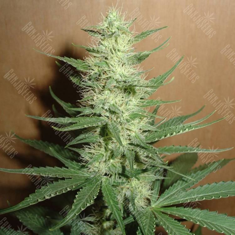 семена конопли дешево Auto Big Bud feminised Ganja Live Seeds семена конопли дешево Auto Big Bud feminised Ganja Live Seeds