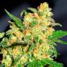 Качественные семена конопли Bruce Banner feminised Ganja Seeds