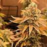Bruce Banner feminised Ganja Seeds не дорого