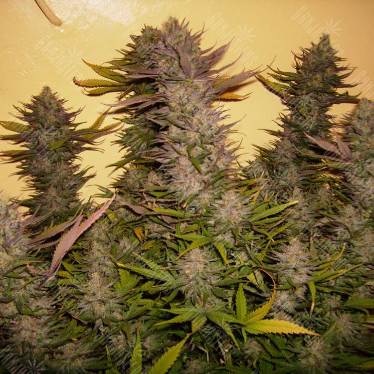 конопля семена сорта заказать GH Cheese feminised Green House Seeds конопля семена сорта заказать GH Cheese feminised Green House Seeds