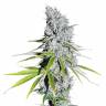 CBD Skunk Haze feminised Dutch Passion Seeds