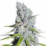 CBD Skunk Haze feminised Dutch Passion Seeds
