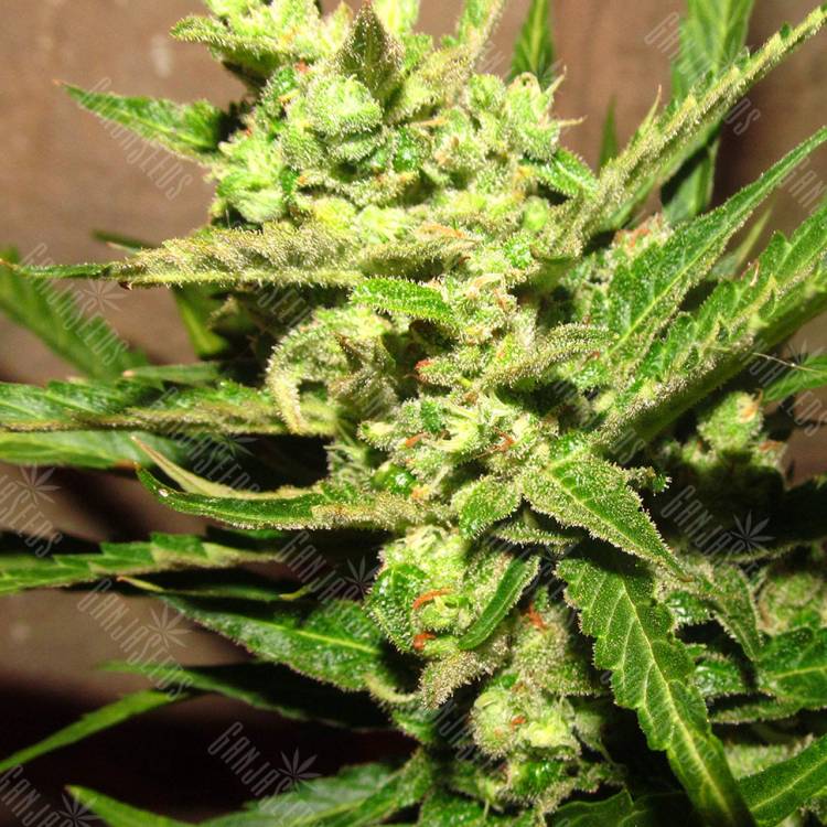 Early Skunk feminised Breeders Community Seeds Early Skunk feminised Breeders Community Seeds