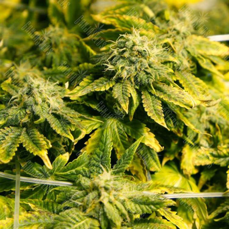 семена конопли недорого Era regular Ganja Seeds семена конопли недорого Era regular Ganja Seeds