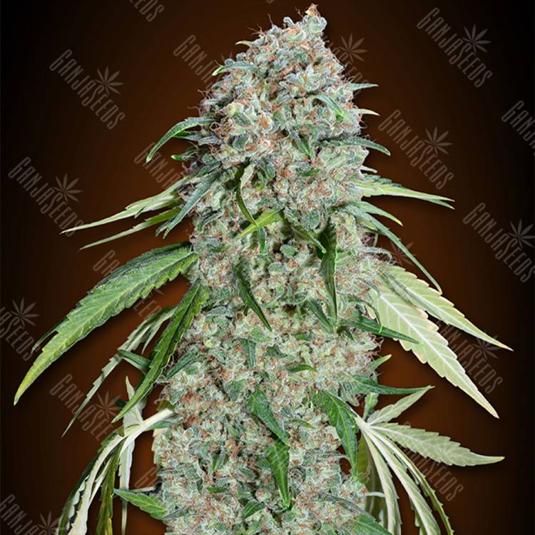 семена конопли медицинской Chocolate Skunk CBD feminised 00 Seeds