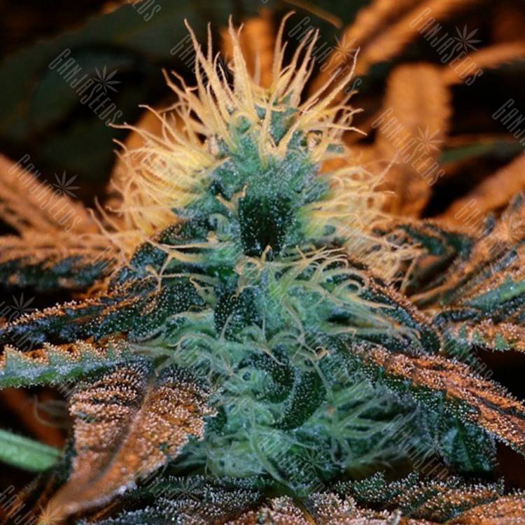 заказать на сайте семена конопли Afghan Hash Plant regular Barneys Farm заказать на сайте семена конопли Afghan Hash Plant regular Barneys Farm