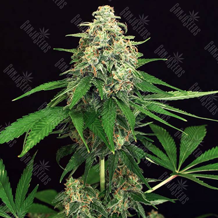 семена конопли аутдор Mango Cream regular Exotic Seed семена конопли аутдор Mango Cream regular Exotic Seed
