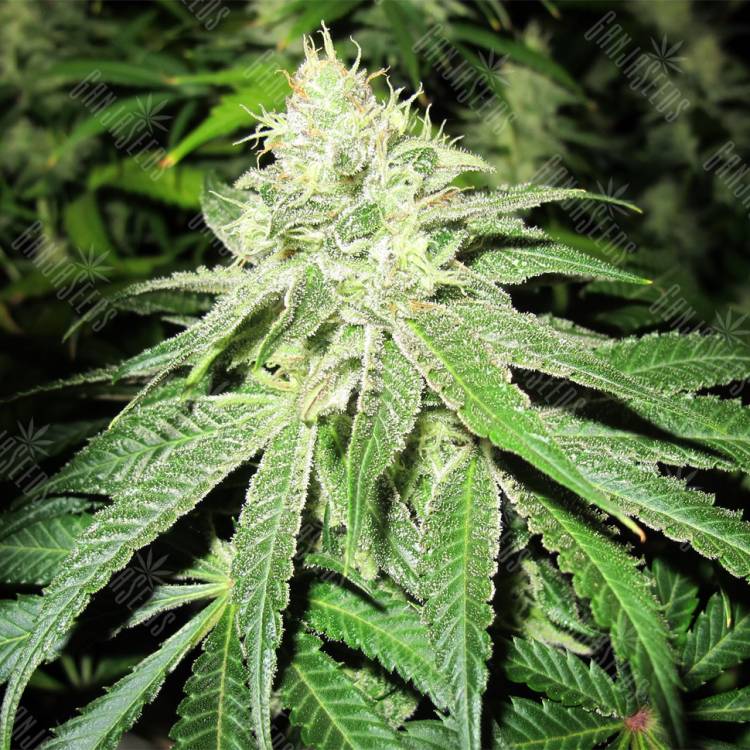 семена конопли для курения Deep Neville regular Medical Seeds семена конопли для курения Deep Neville regular Medical Seeds