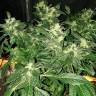 семена конопли курьером Ice Cream feminised Paradise Seeds