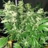 семена конопли для курения Ice Cream feminised Paradise Seeds