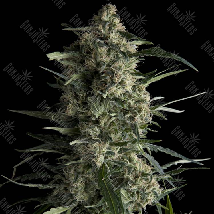 семена конопли Россия Galaxy feminised Pyramid Seeds семена конопли Россия Galaxy feminised Pyramid Seeds