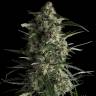 семена конопли Россия Galaxy feminised Pyramid Seeds семена конопли Россия Galaxy feminised Pyramid Seeds