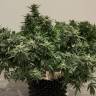 семена конопли Galaxy feminised Pyramid Seeds семена конопли Galaxy feminised Pyramid Seeds