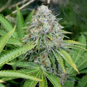 O.G. Kush feminised Royal Queen