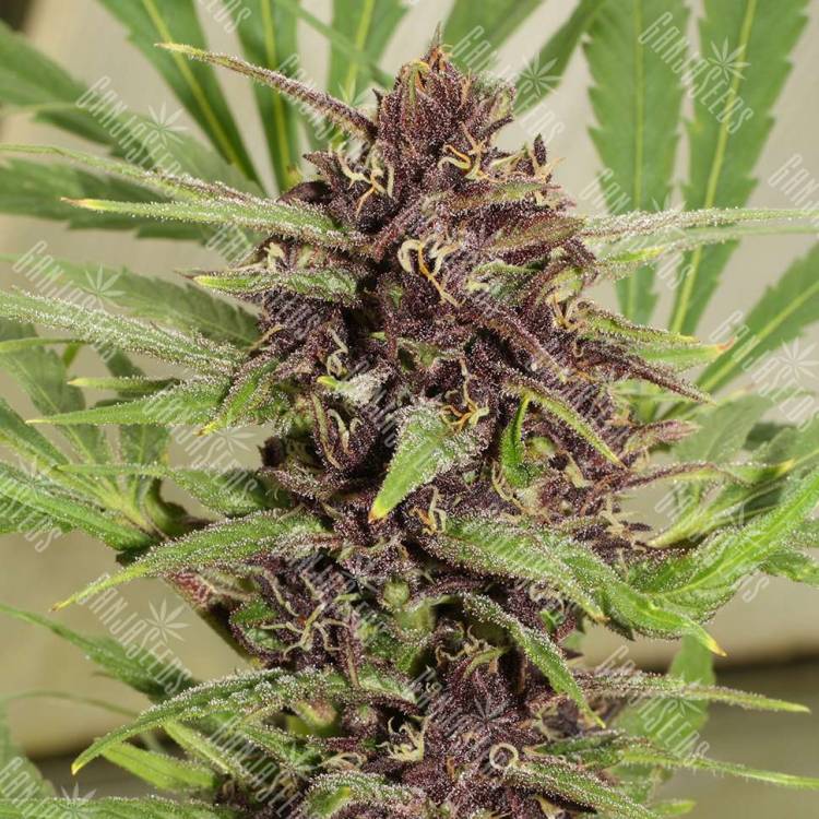 Freddy's Best feminised Ganja Seeds Freddy's Best feminised Ganja Seeds