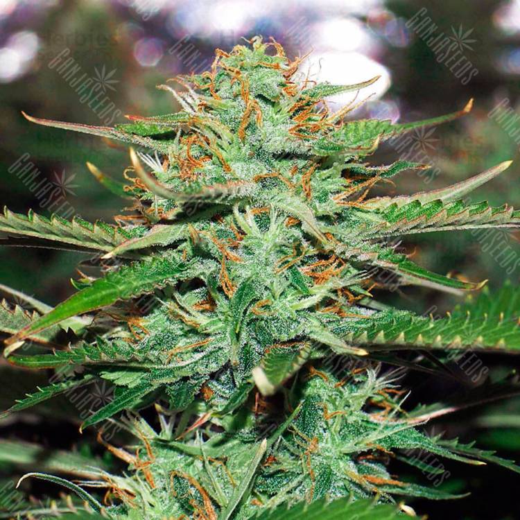 Недорогие семена конопли Auto Jack 47 feminised Ganja Seeds Недорогие семена конопли Auto Jack 47 feminised Ganja Seeds
