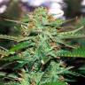 Недорогие семена конопли Auto Jack 47 feminised Ganja Seeds Недорогие семена конопли Auto Jack 47 feminised Ganja Seeds