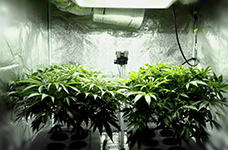  Как интенсивность освещения влияет на урожайность конопли?