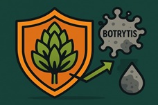 Ботритис: опознать, ликвидировать, предупредить