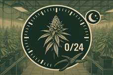 Темная сторона цветения: что дает режим 0/24 перед харвестом?