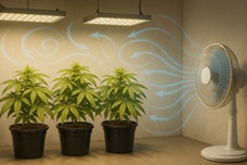 Жара в индоре: как спасти каннабис от перегрева летом