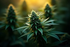 Настройка окружающей среды для максимального урожая