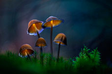  Как выращивать псилоцибиновые грибы: гайд для новичков