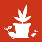 Проращивание семен конопли Проращивание семен конопли