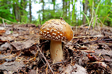 Увлекательная история псилоцибиновых грибов