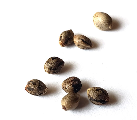 GanjaSeeds Россия